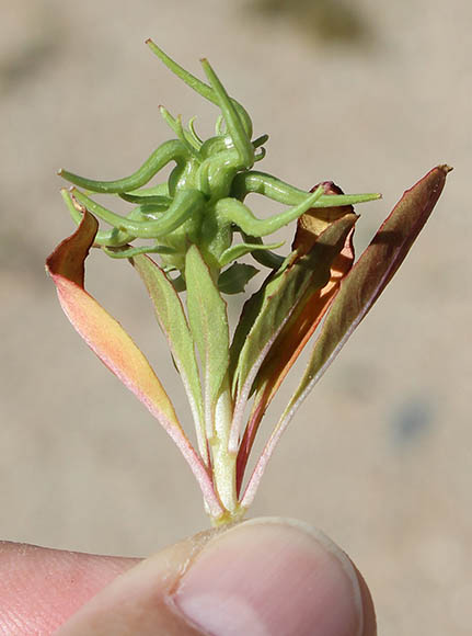  Eremothera boothii ssp.condensata